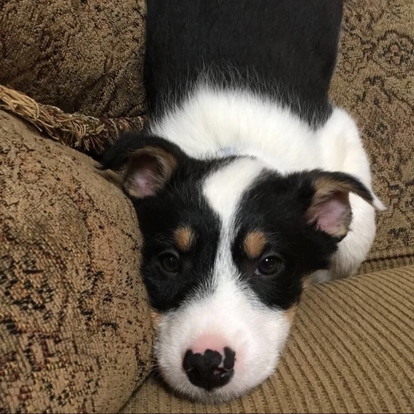 Meet your Posher, Alma - Picture 1 of 1